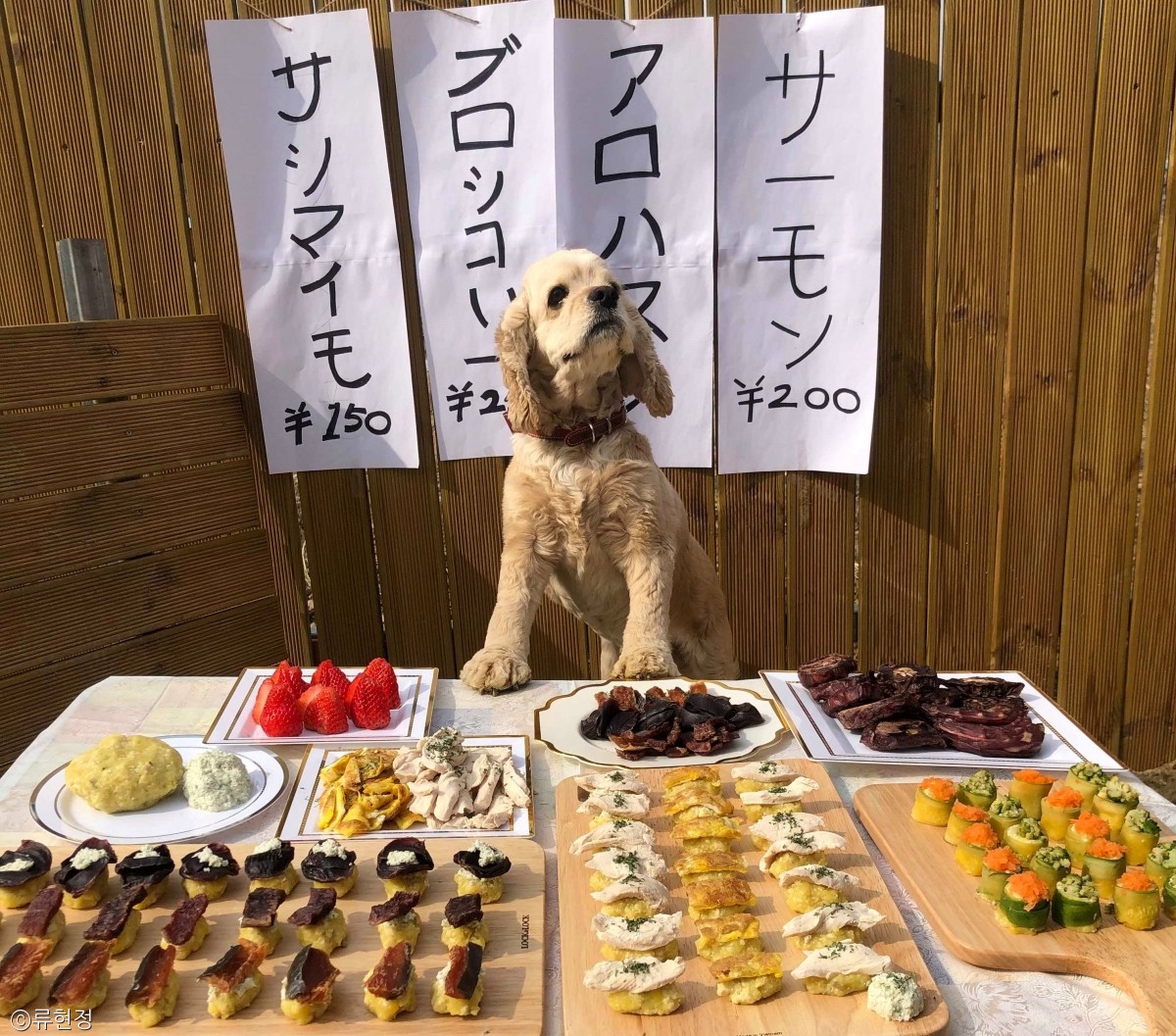 노트펫