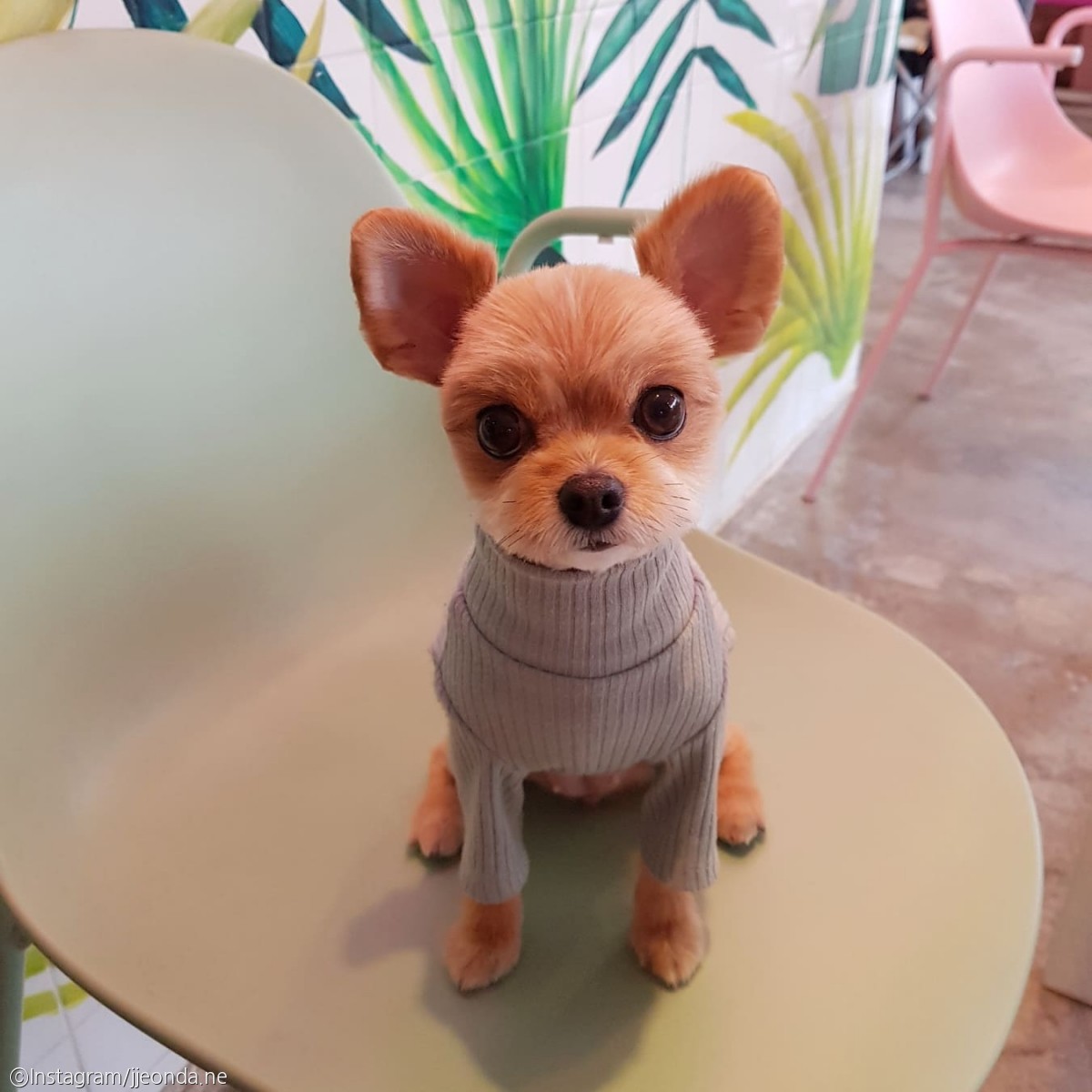 노트펫