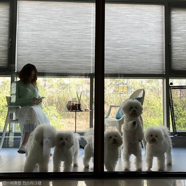 노트펫