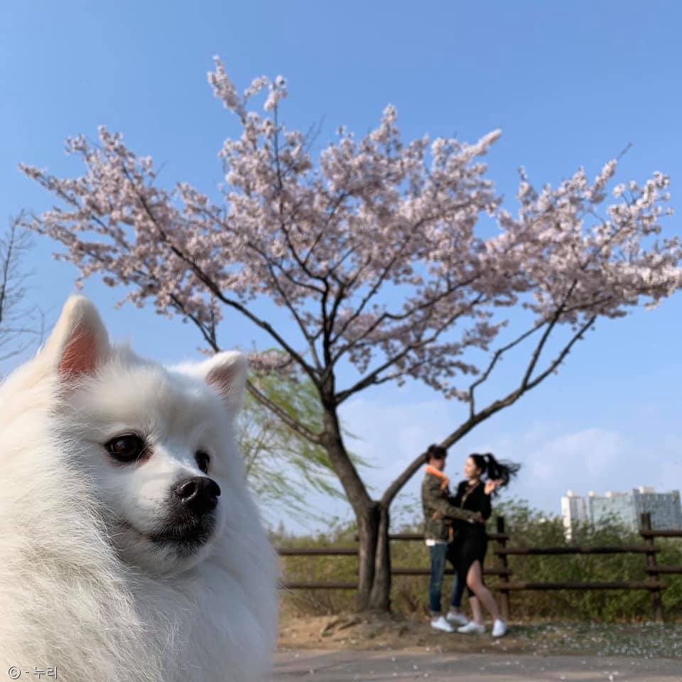 노트펫
