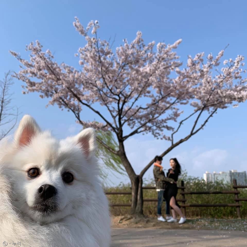 노트펫