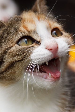 노트펫