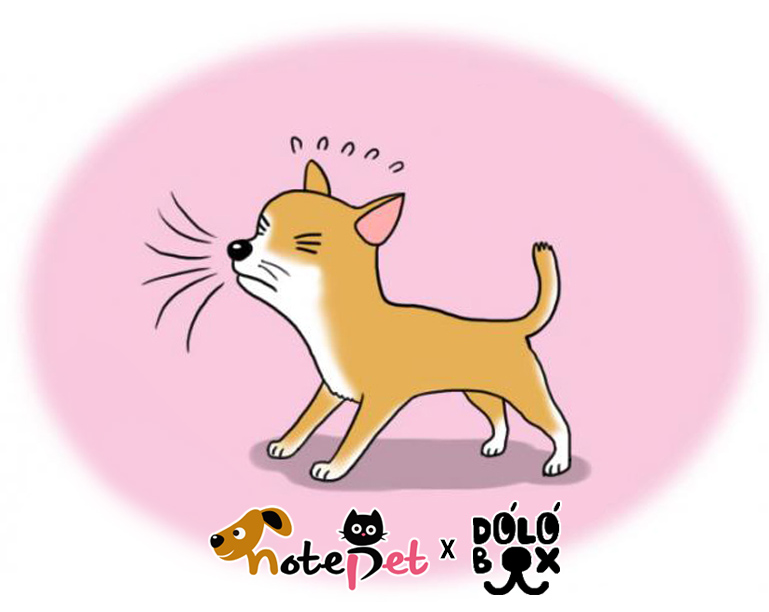 노트펫