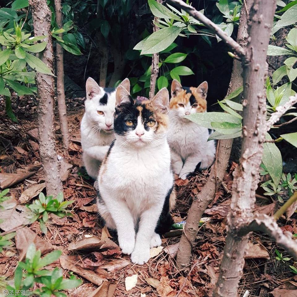 노트펫