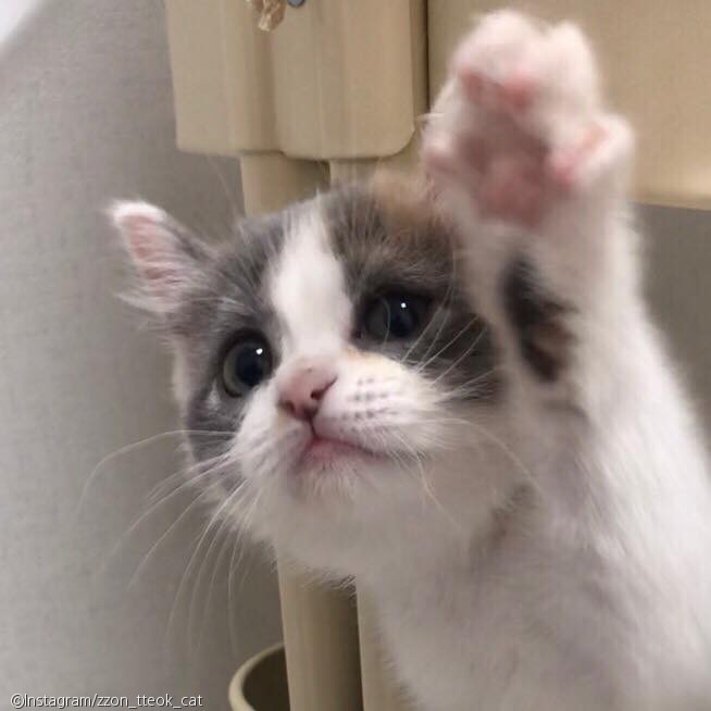 노트펫