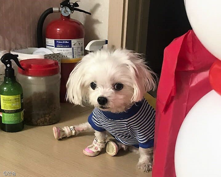 노트펫