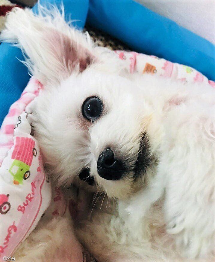 노트펫
