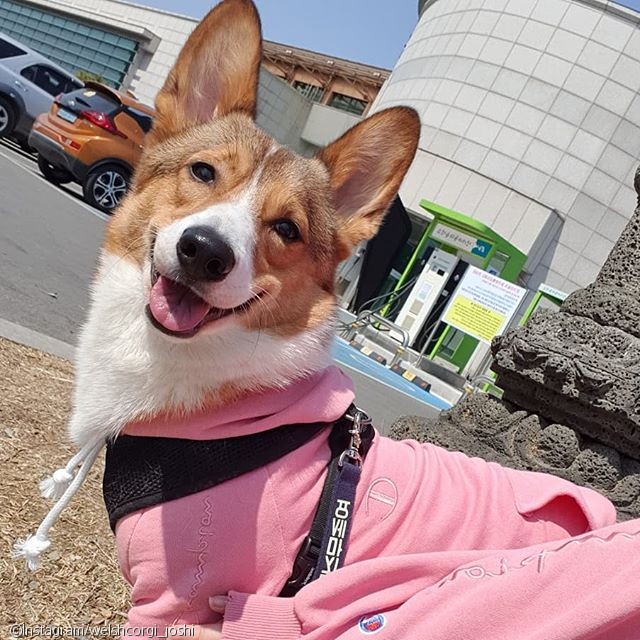 노트펫