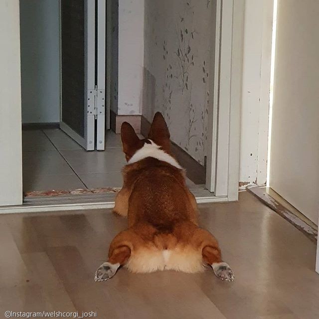 노트펫