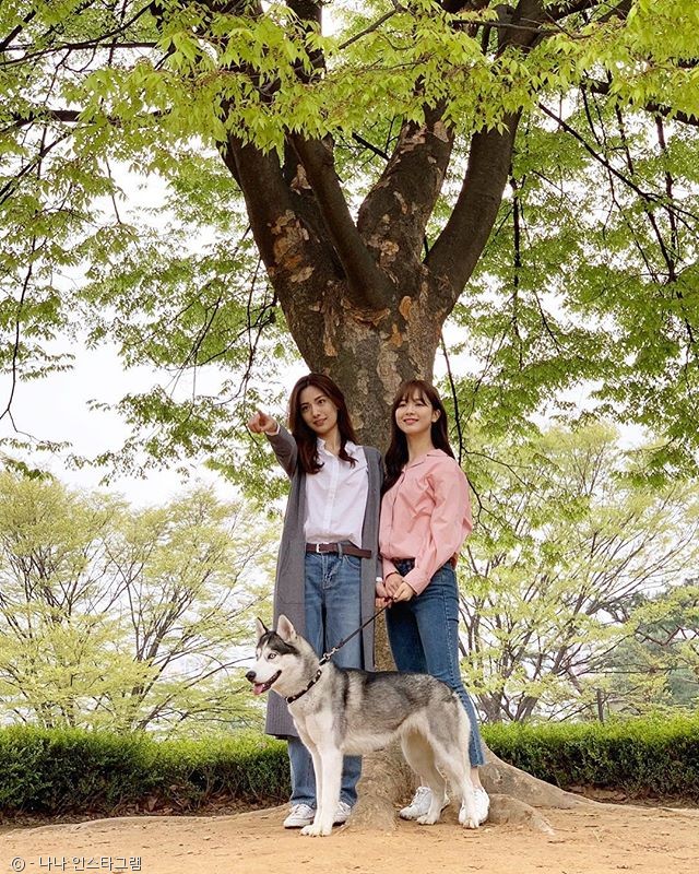 노트펫