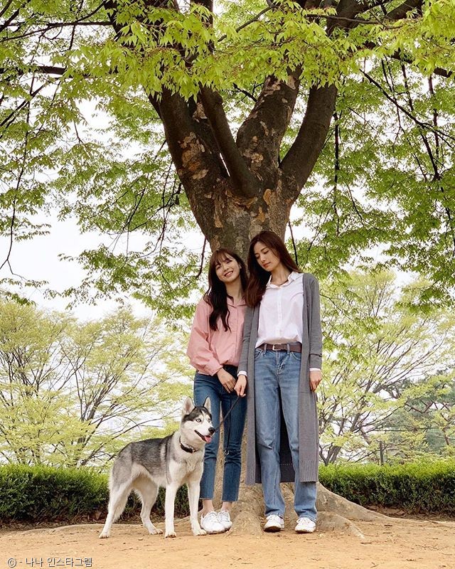 노트펫