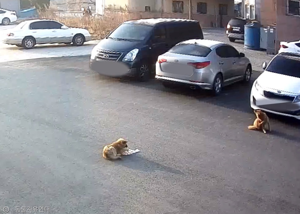 노트펫