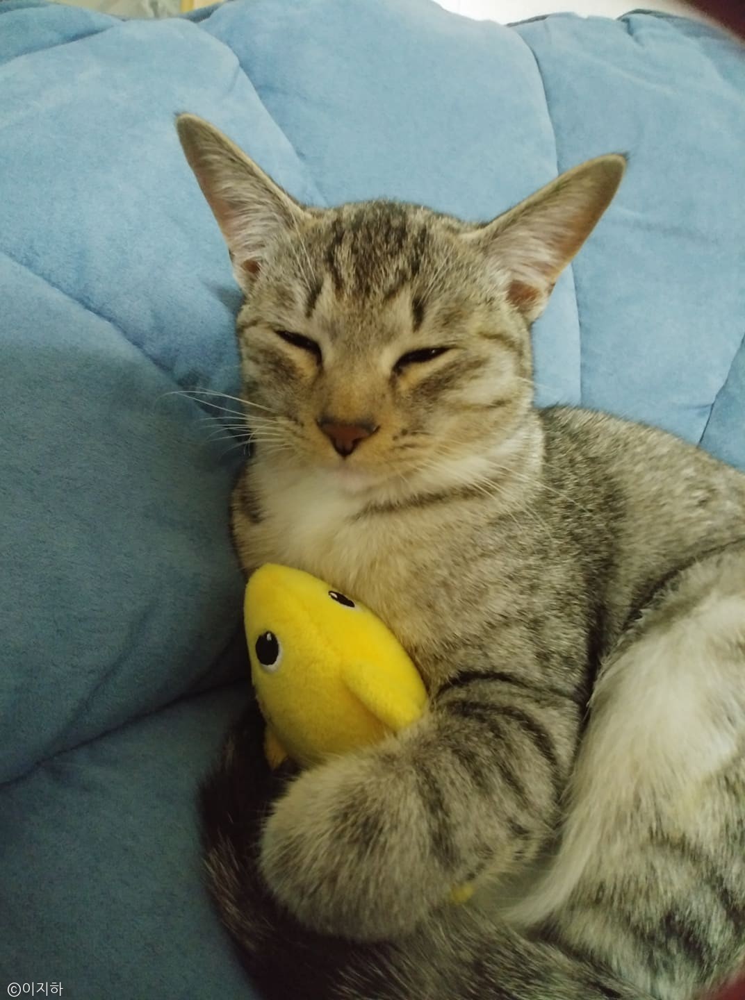 노트펫