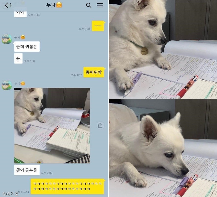 노트펫