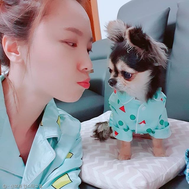 노트펫