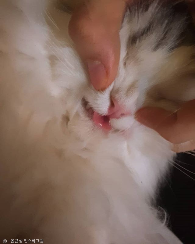 노트펫
