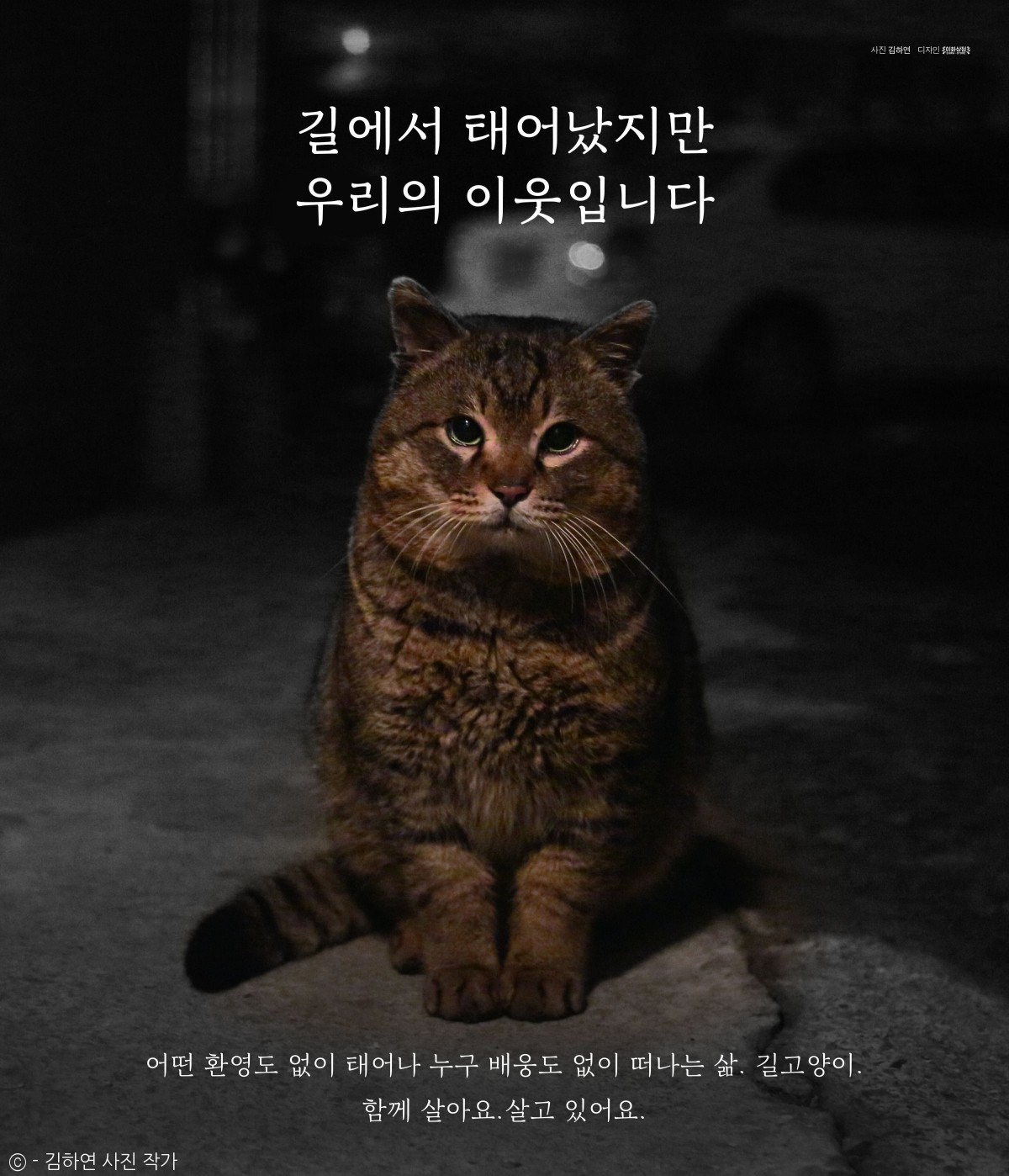 노트펫