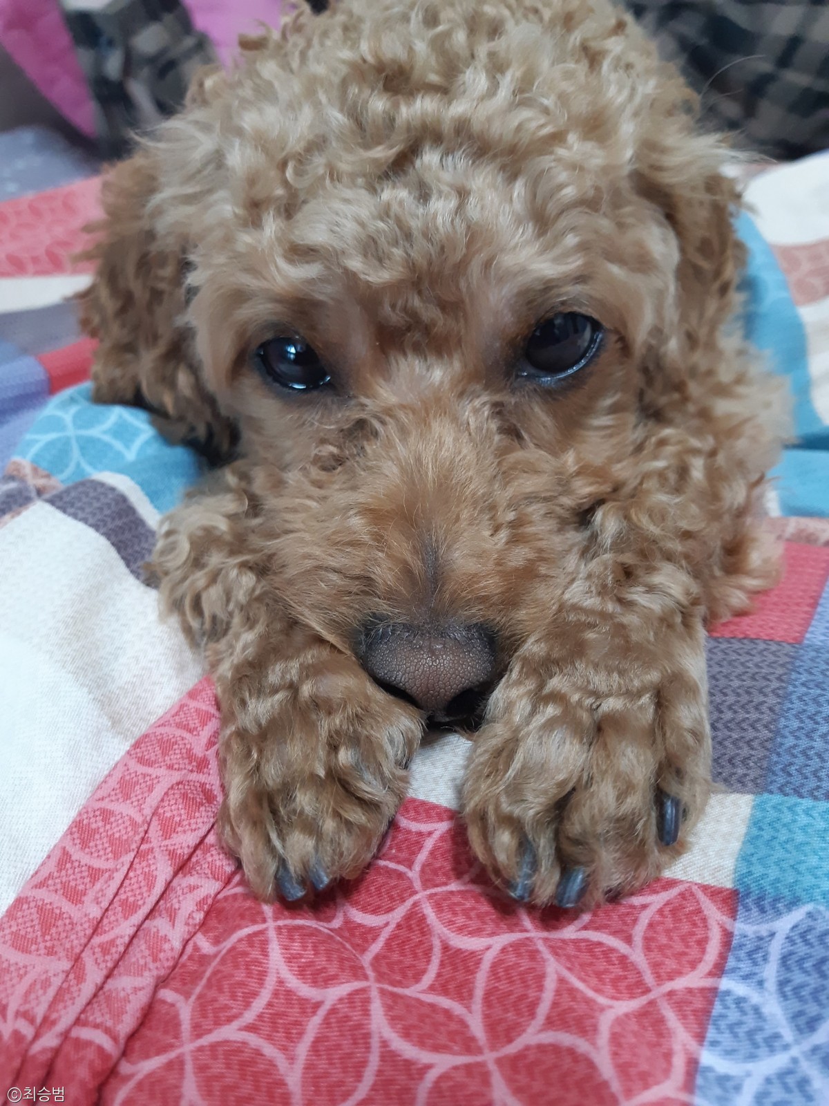 노트펫
