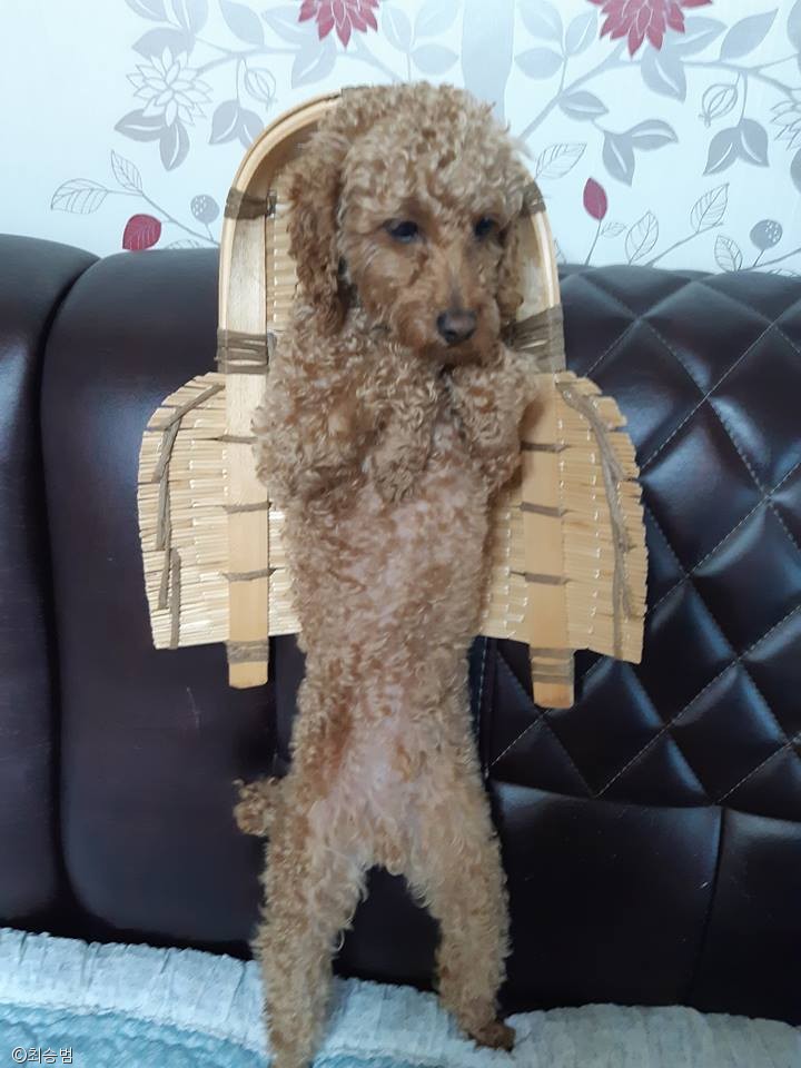 노트펫