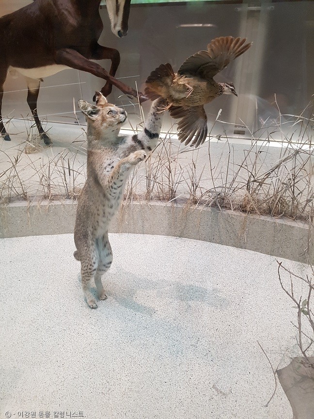 노트펫
