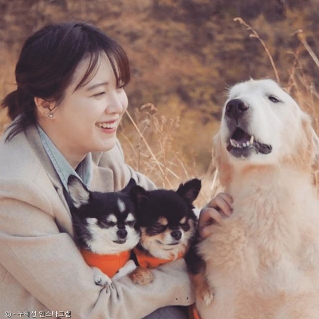 노트펫