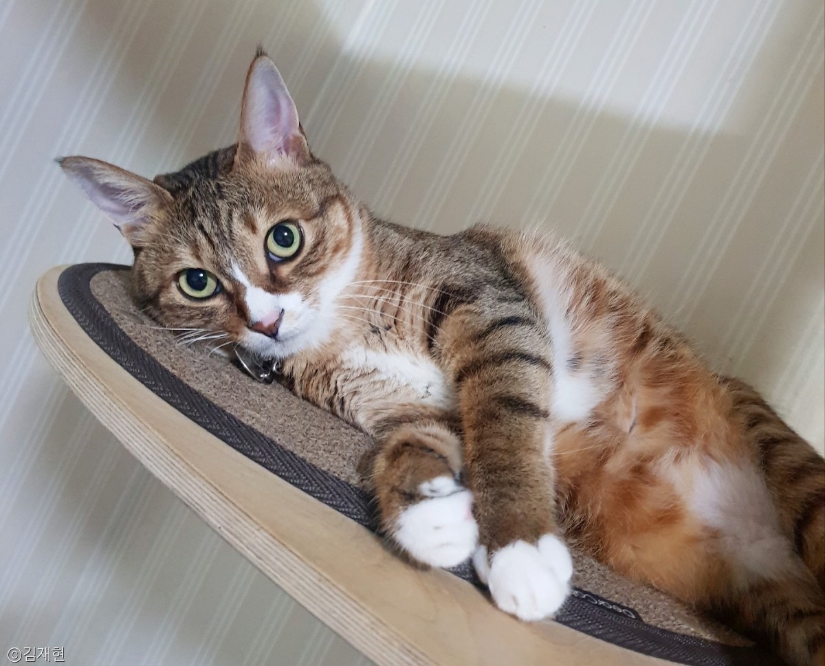 노트펫
