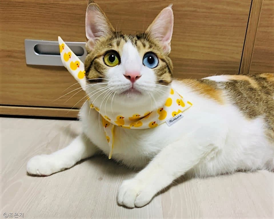 노트펫