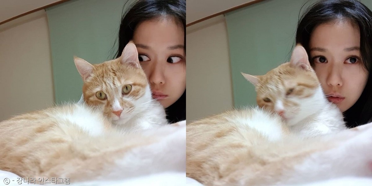 노트펫