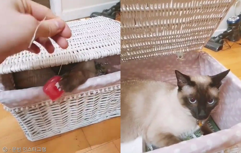 노트펫