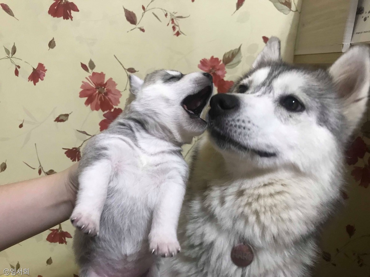 노트펫