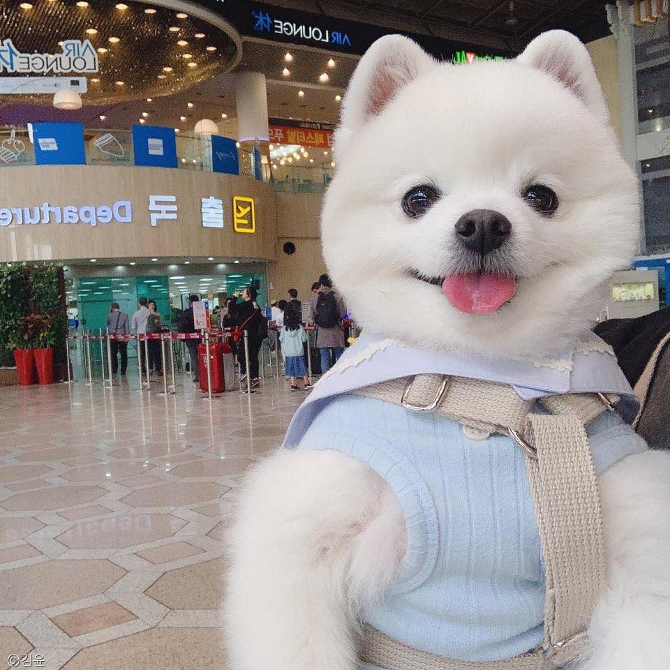 노트펫