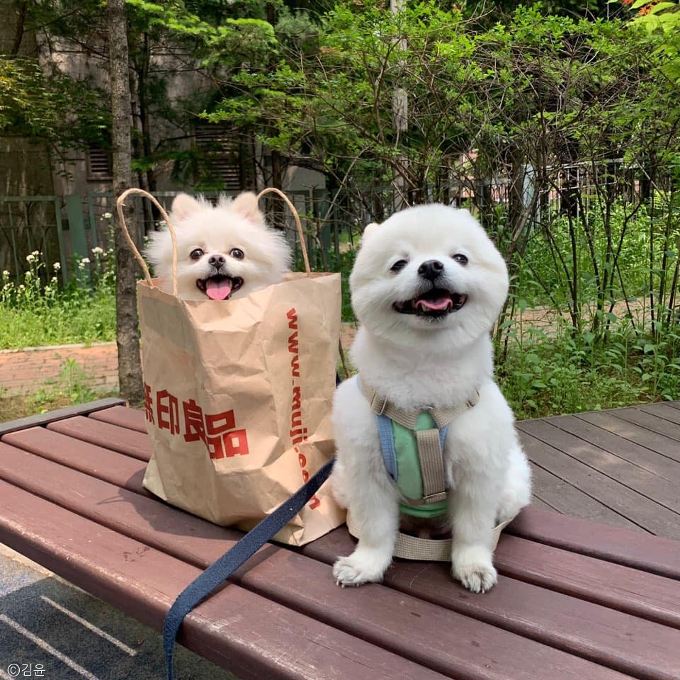 노트펫