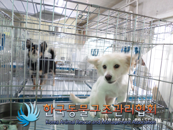 노트펫