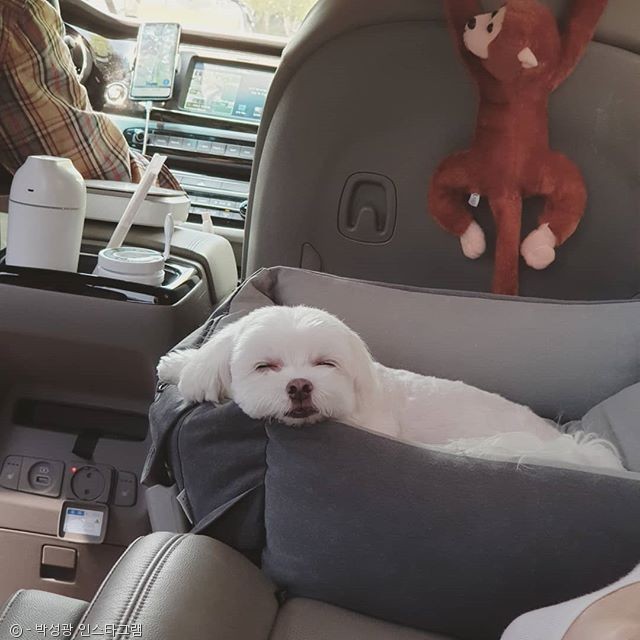 노트펫