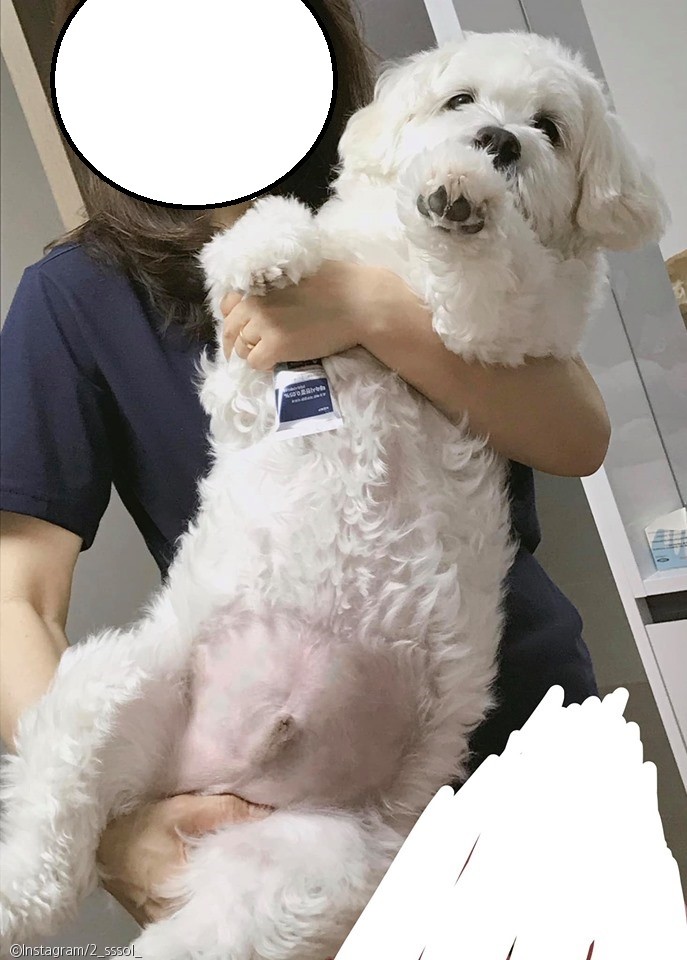 노트펫