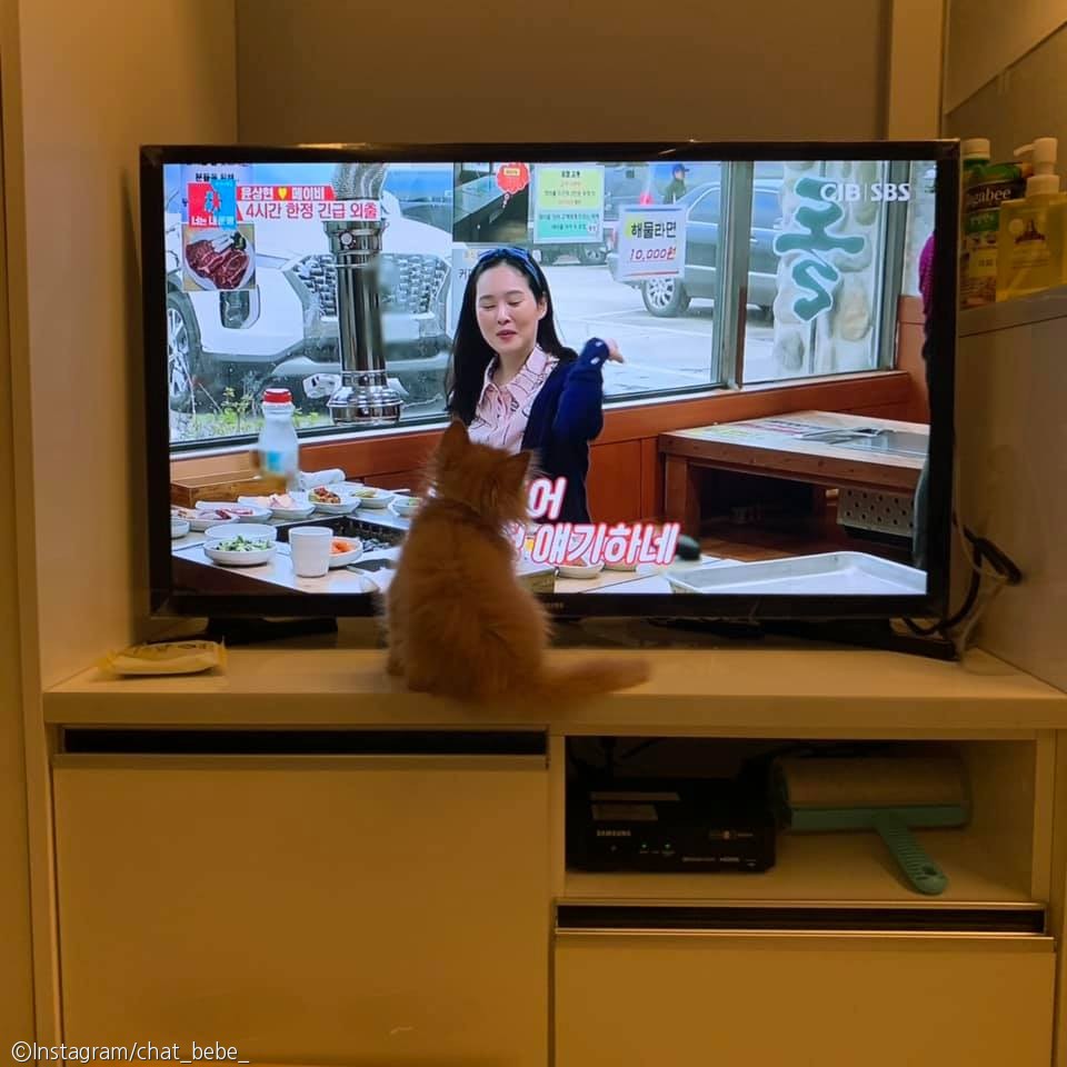 노트펫