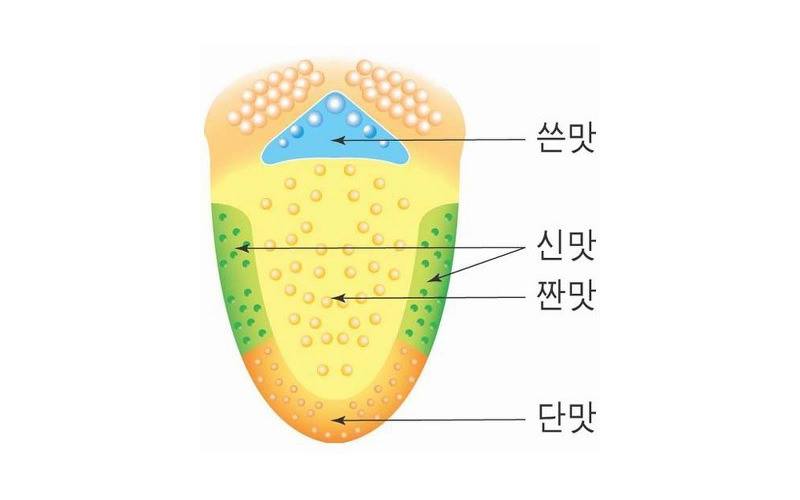 노트펫