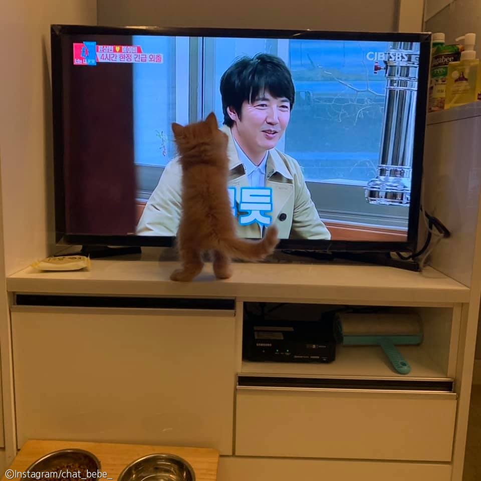 노트펫