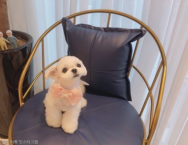 노트펫