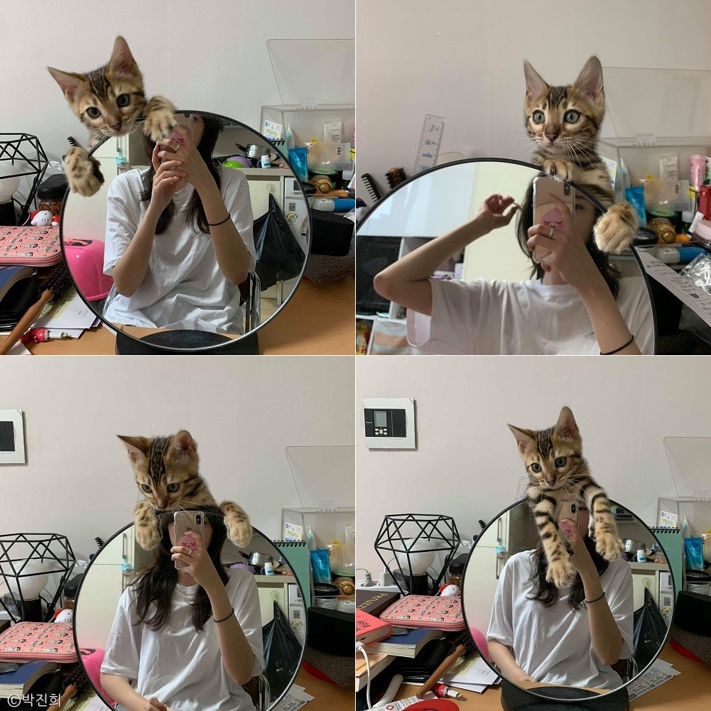 노트펫