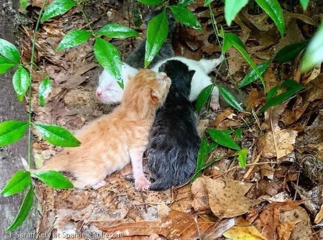 노트펫