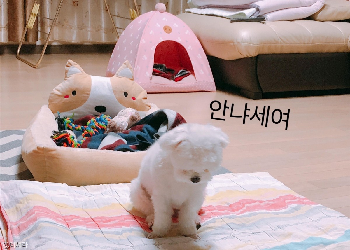 노트펫