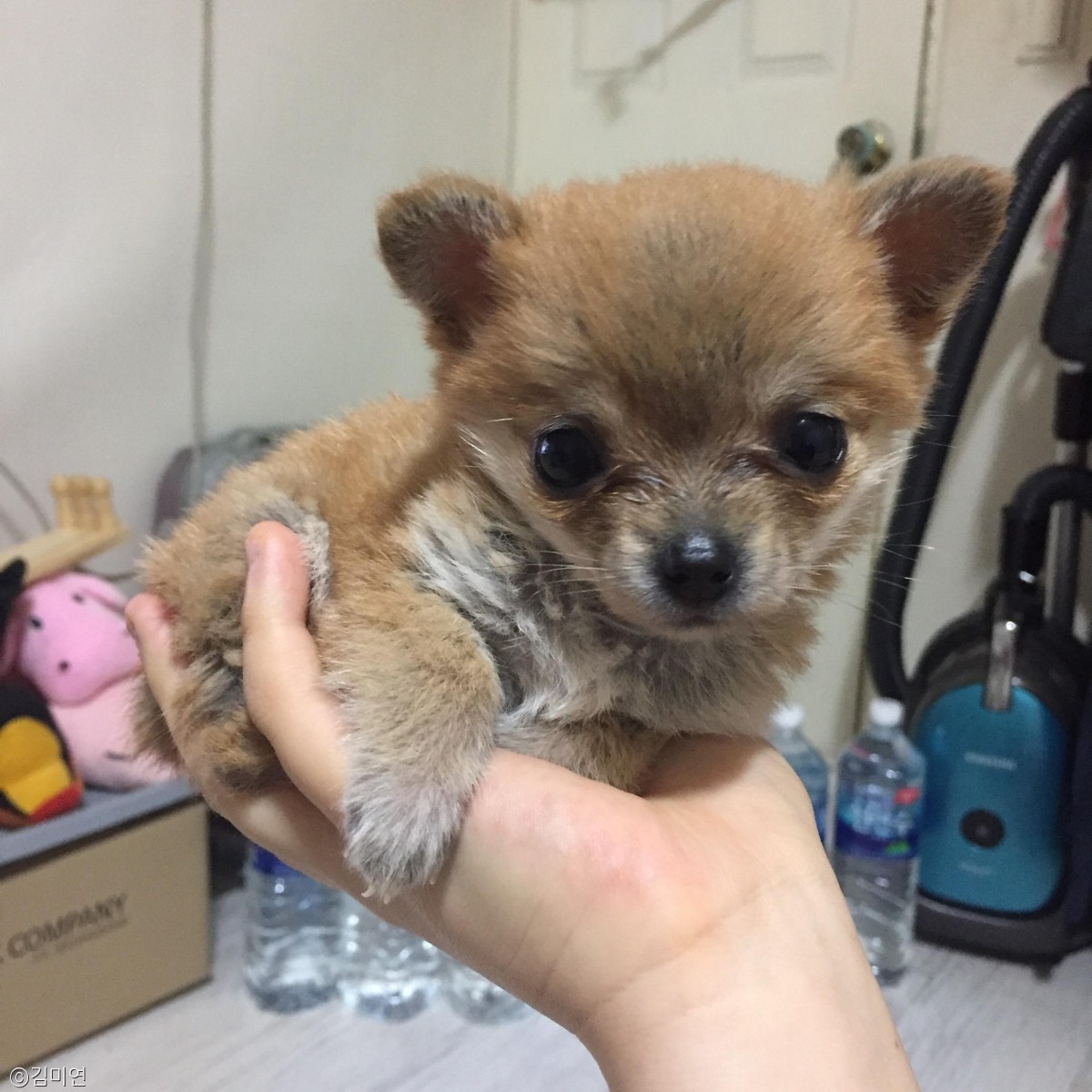 노트펫