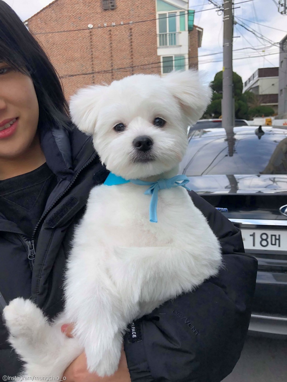 노트펫