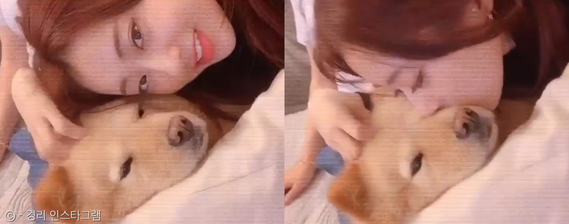 노트펫