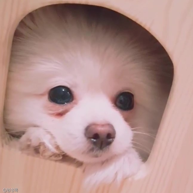 노트펫