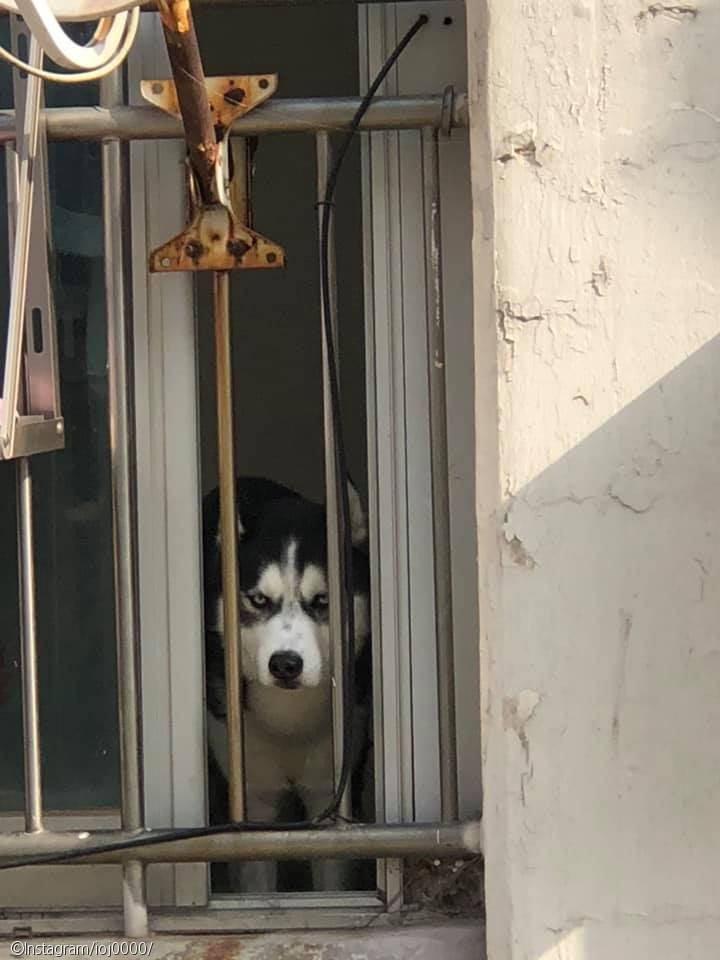 노트펫