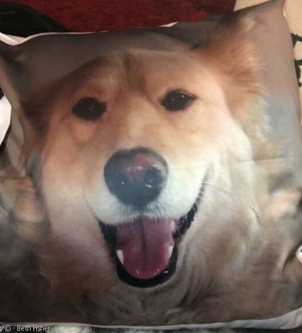 노트펫