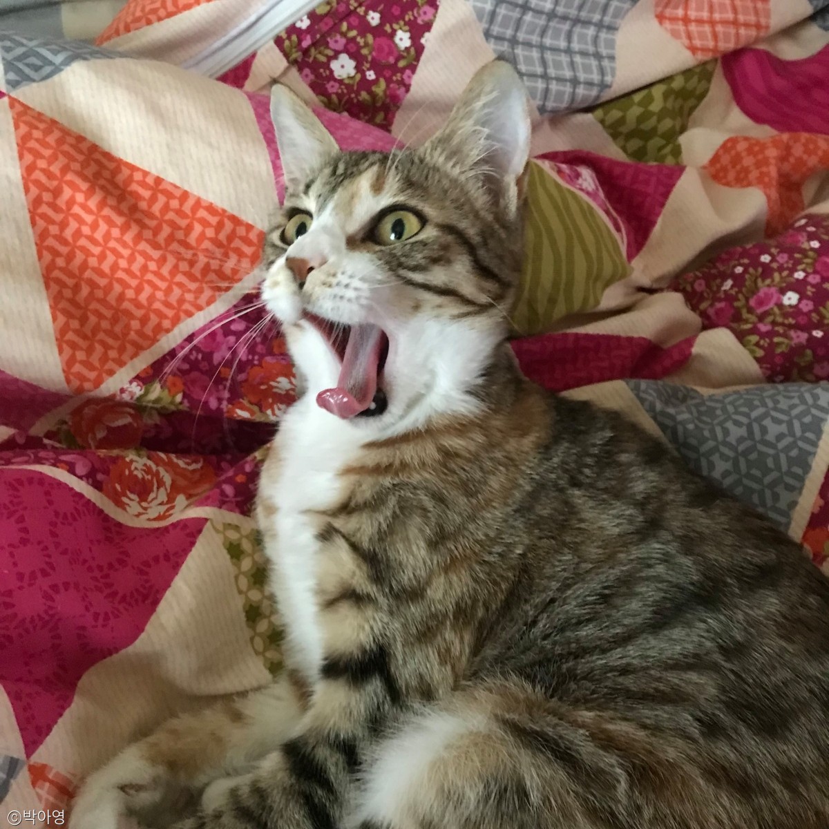 노트펫