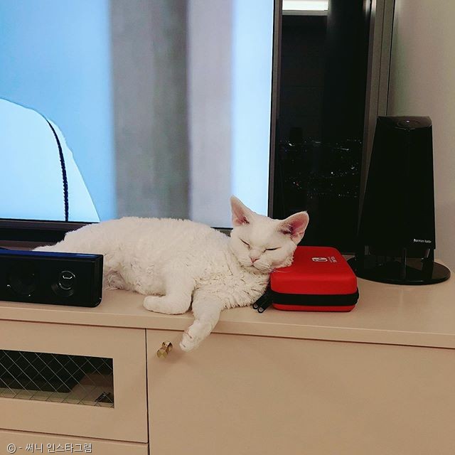 노트펫